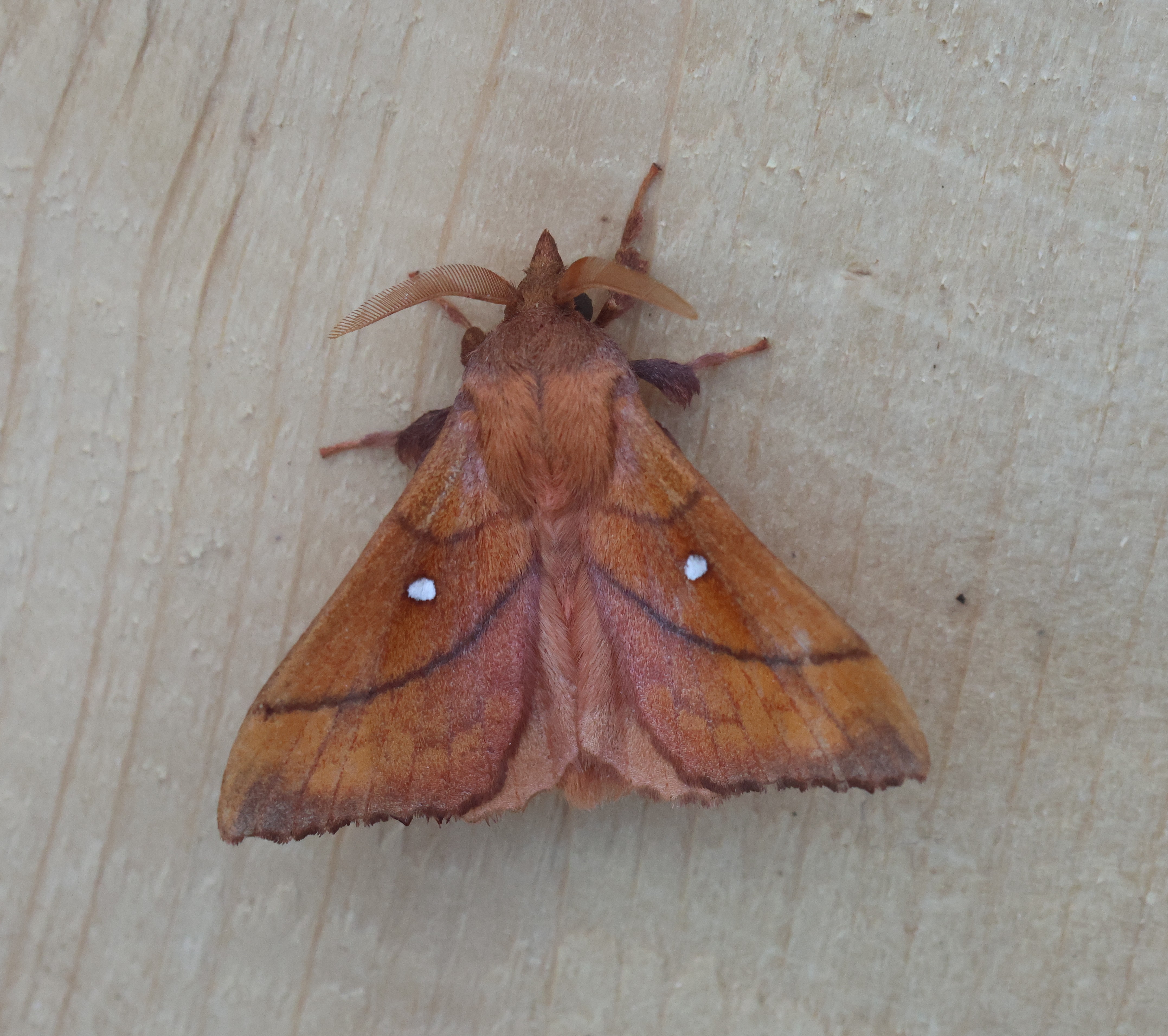 Photo of Plum Lappet (Odonestis pruni)